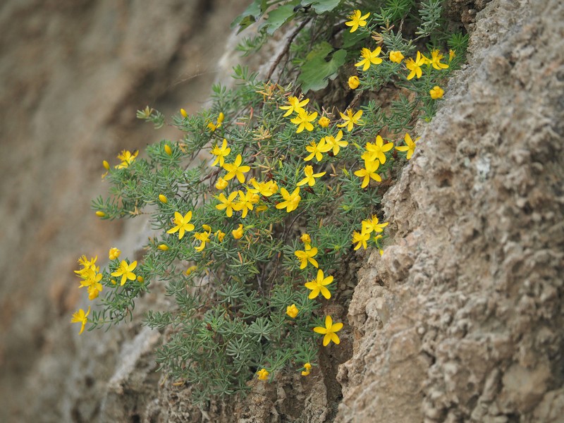 Hypericum jovis photo 3