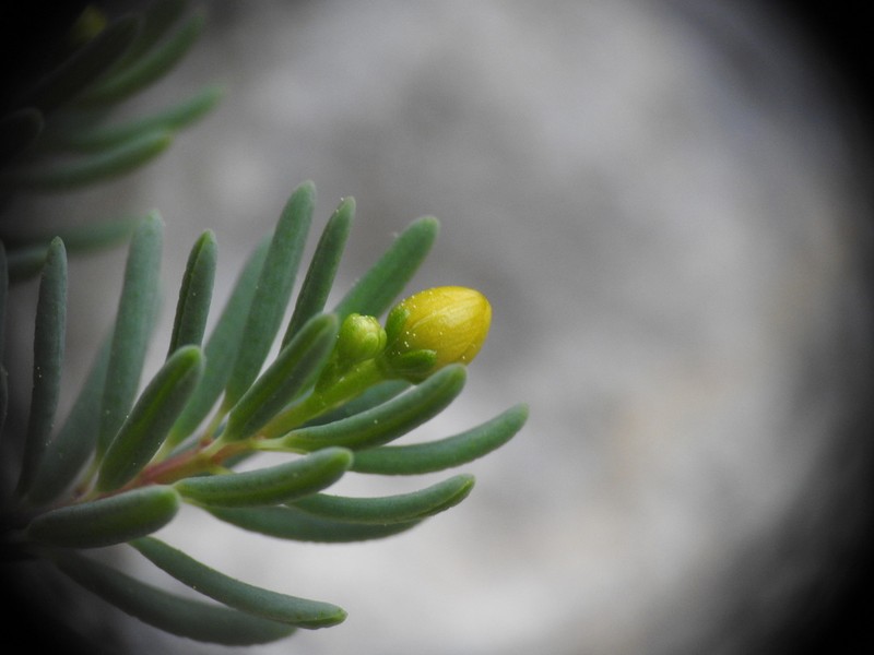 Hypericum jovis photo 4