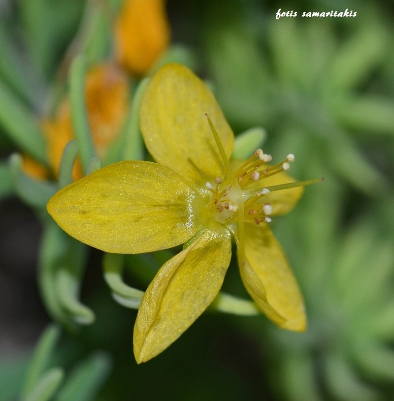 Hypericum jovis photo 5