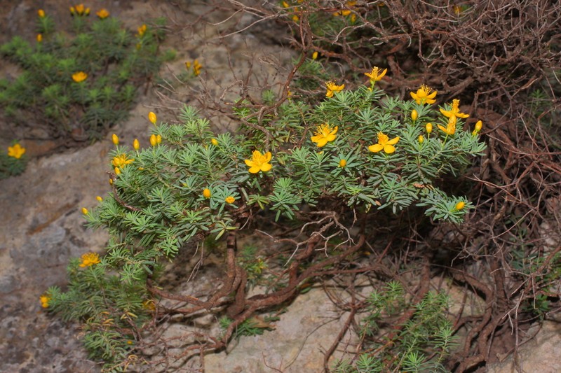 Hypericum jovis photo 6