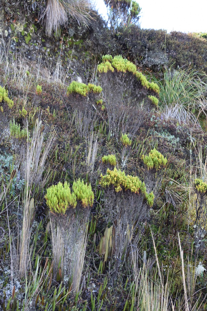 Hypericum juniperinum