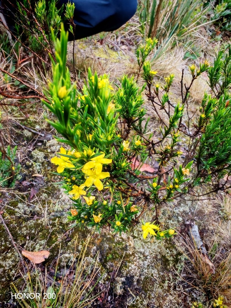 Hypericum juniperinum photo 2