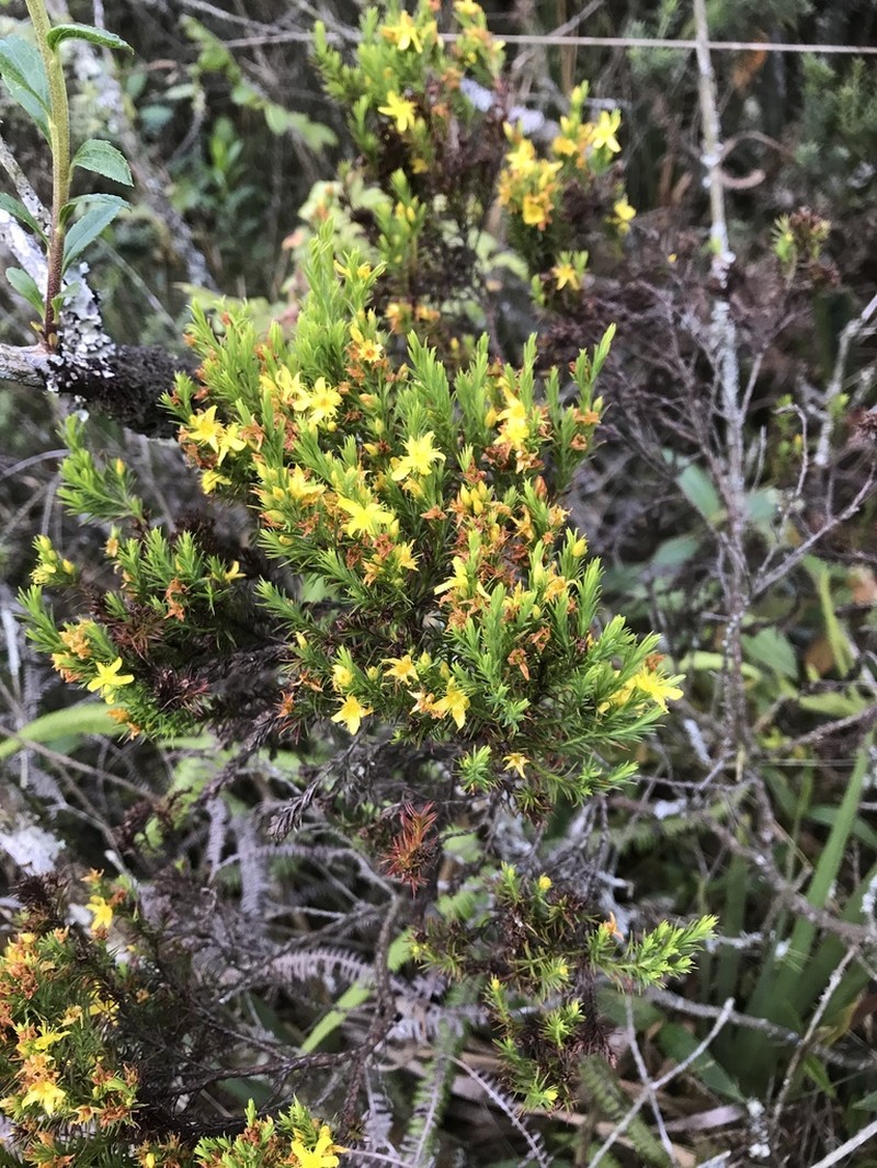 Hypericum juniperinum photo 3