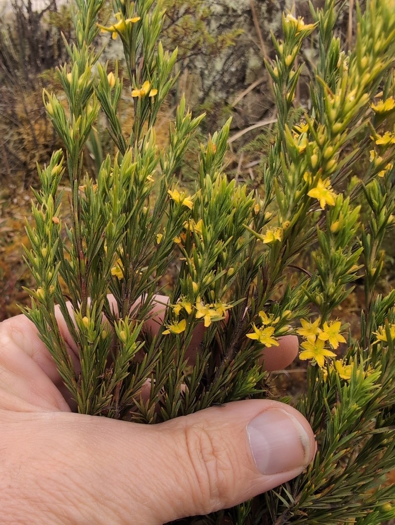 Hypericum juniperinum photo 4