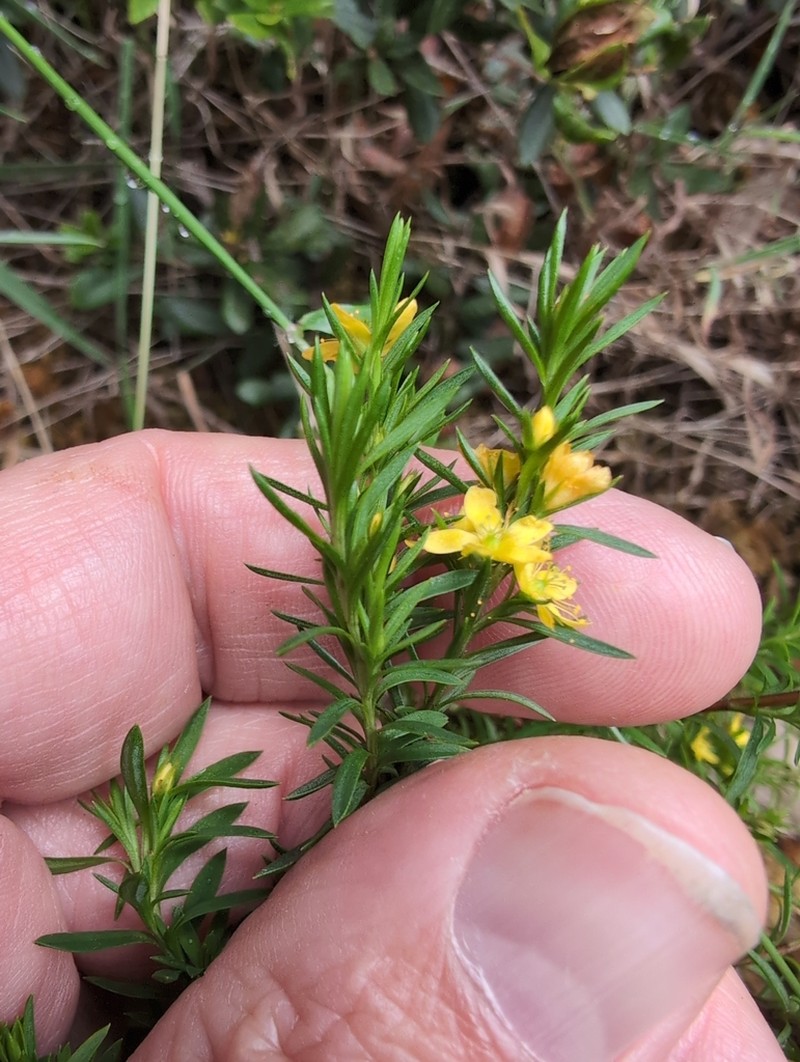 Hypericum juniperinum photo 5