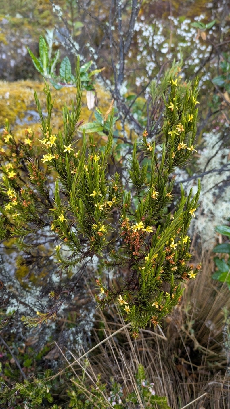 Hypericum juniperinum photo 6