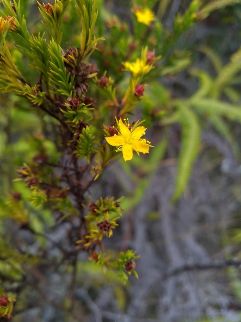Hypericum juniperinum photo 7