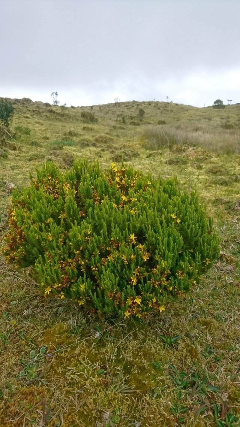Hypericum juniperinum photo 8