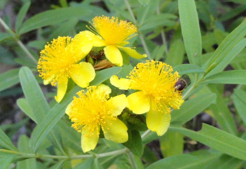 Kalm's St. Johnswort