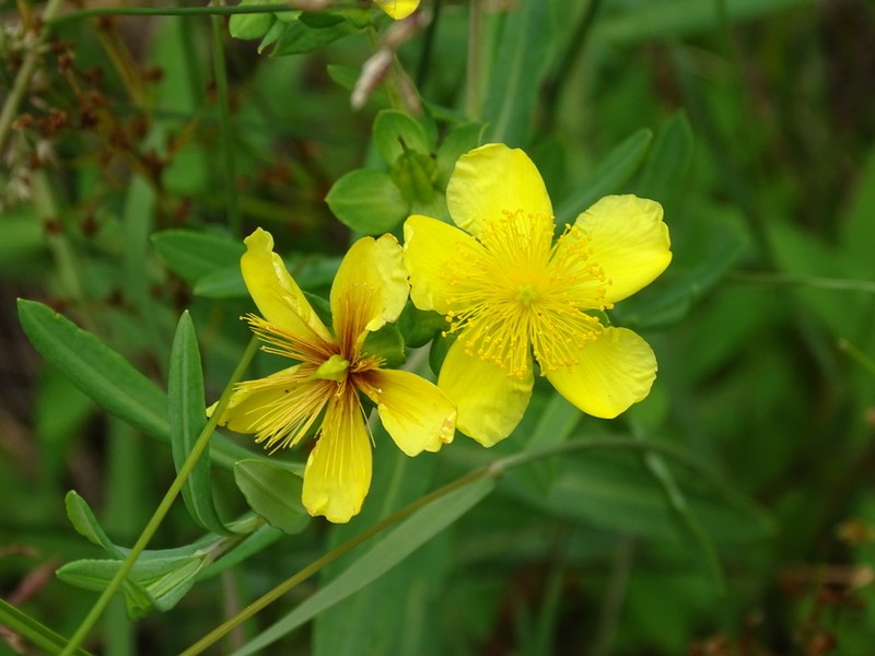Kalm's St. Johnswort