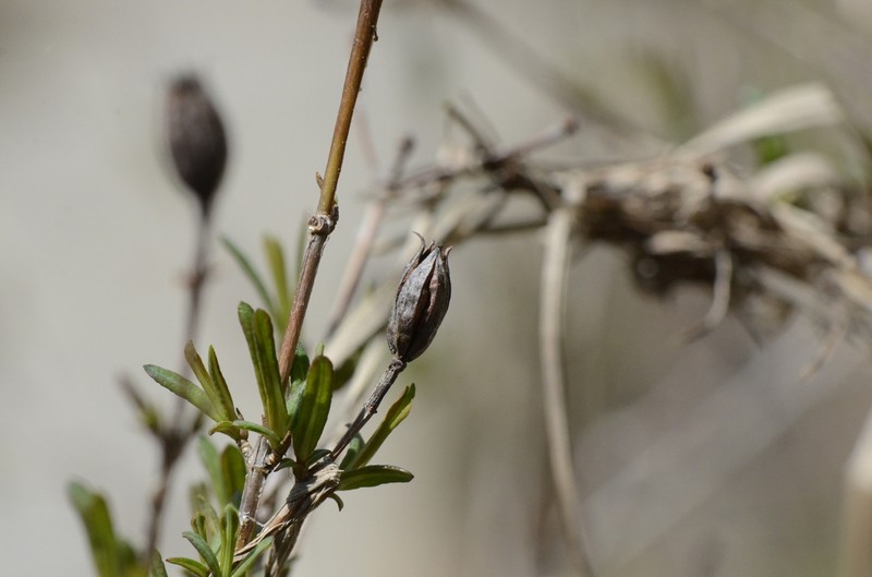 Kalm's St. Johnswort photo 2