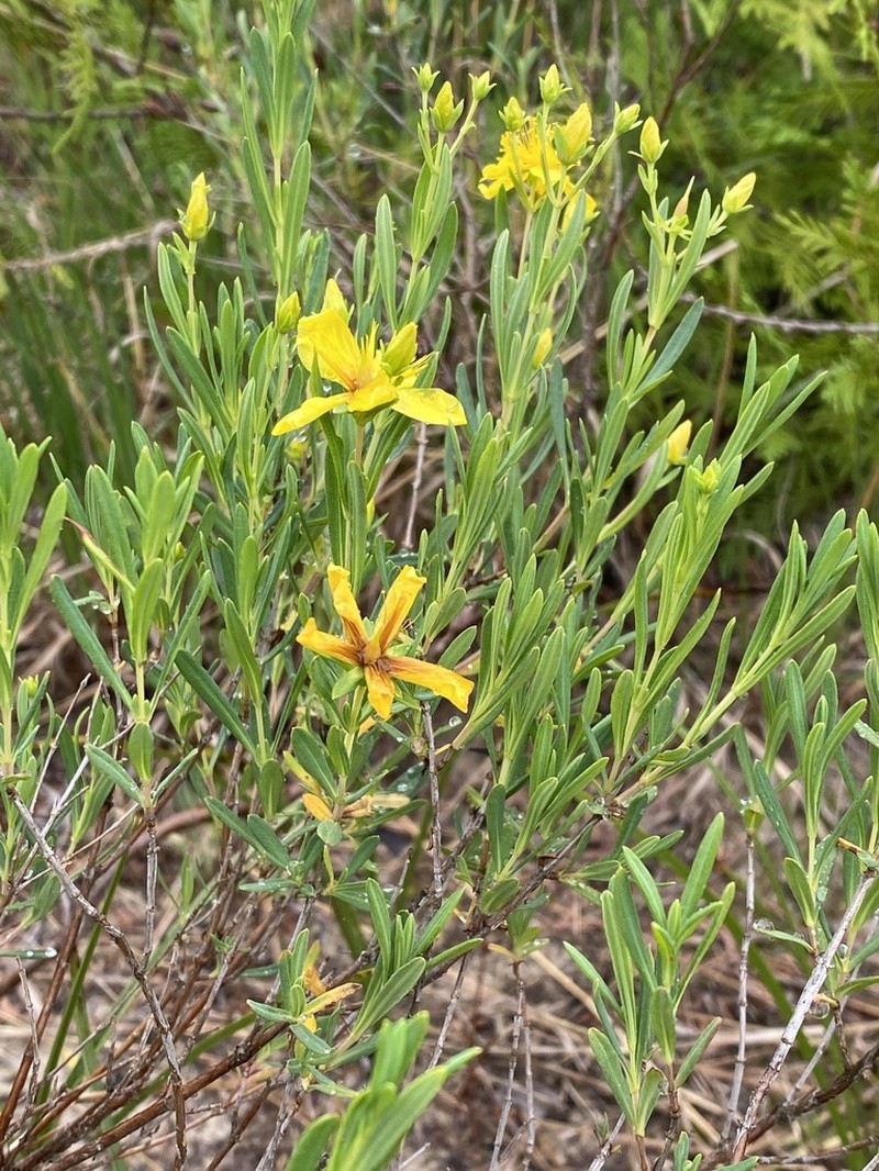 Kalm's St. Johnswort photo 3
