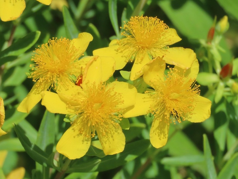 Kalm's St. Johnswort photo 4