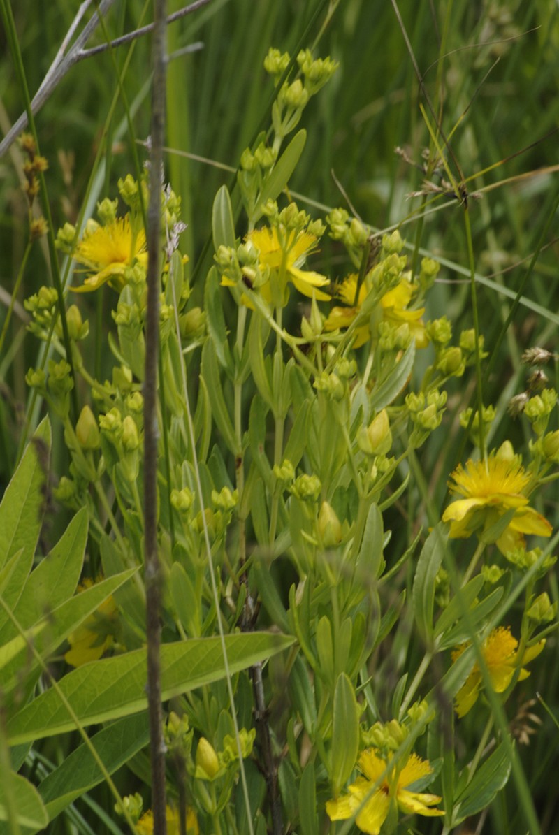Kalm's St. Johnswort photo 5