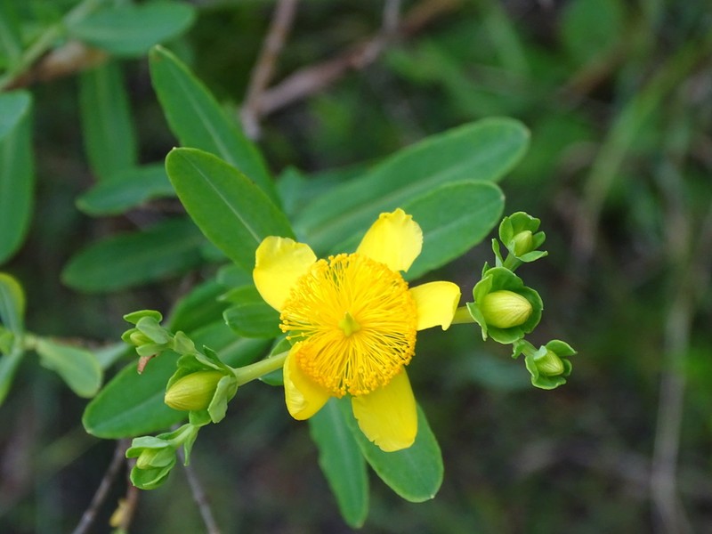 Kalm's St. Johnswort photo 6