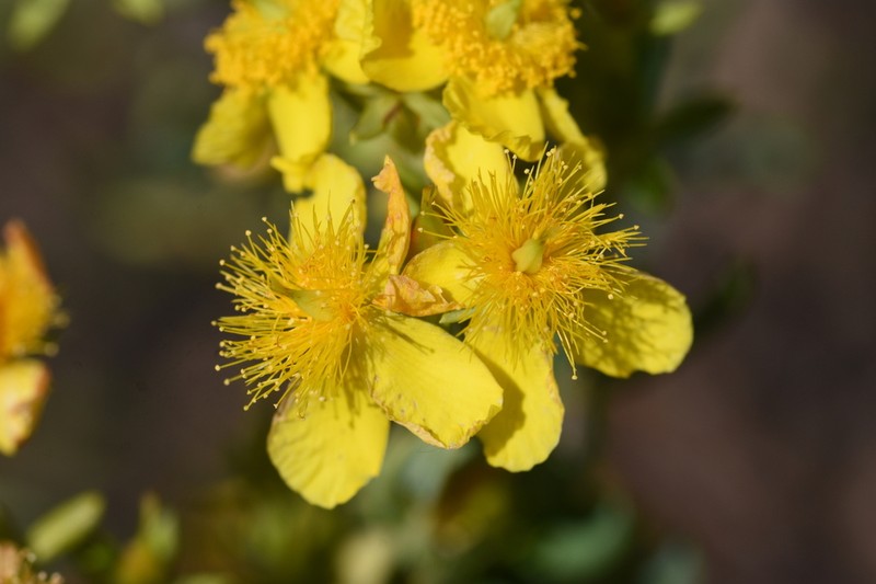 Kalm's St. Johnswort photo 7