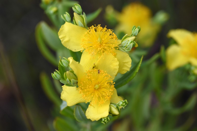 Kalm's St. Johnswort photo 8