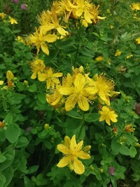 Hypericum kamtschaticum