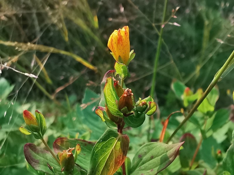 Hypericum kamtschaticum photo 2