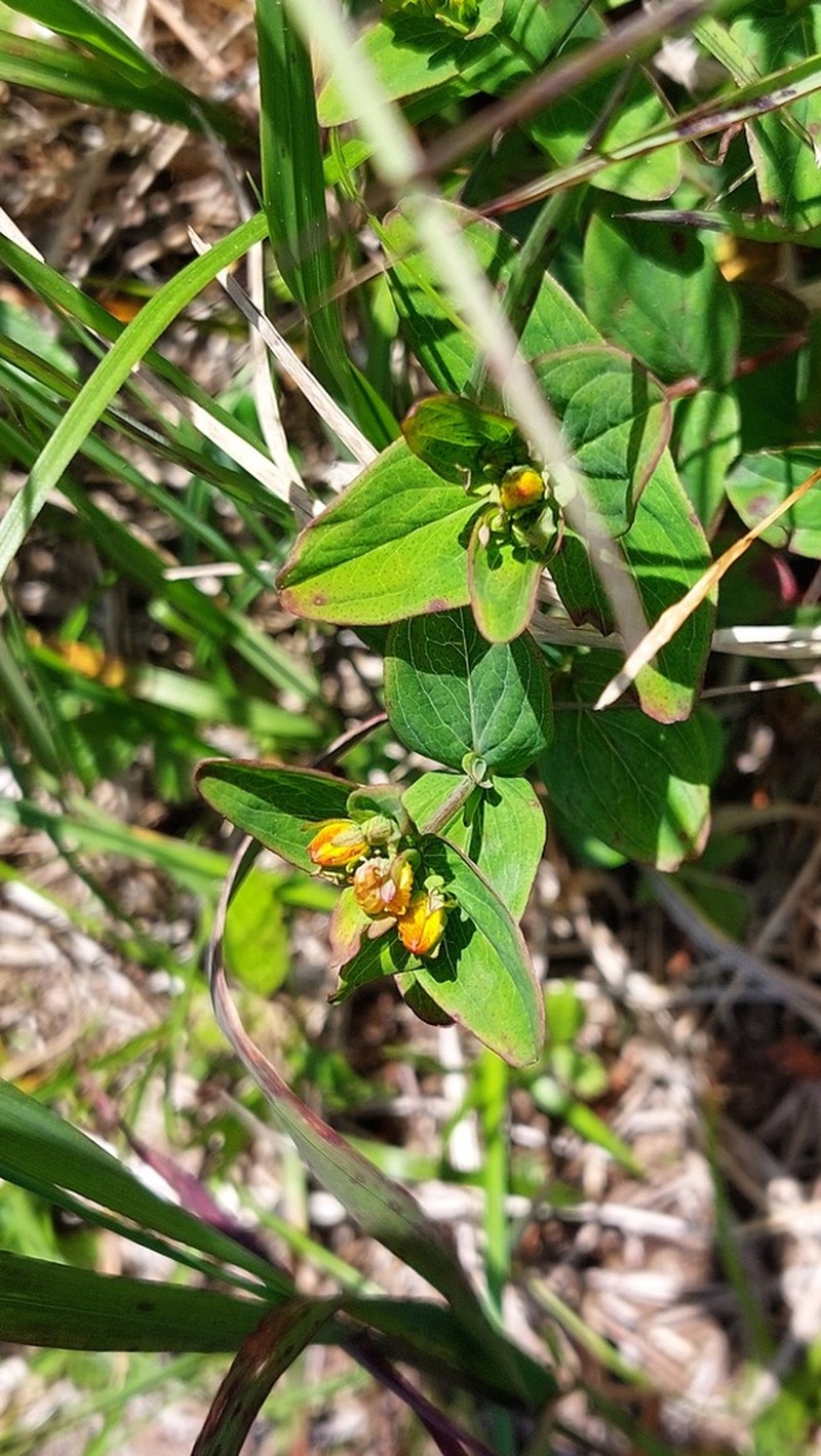 Hypericum kamtschaticum photo 4