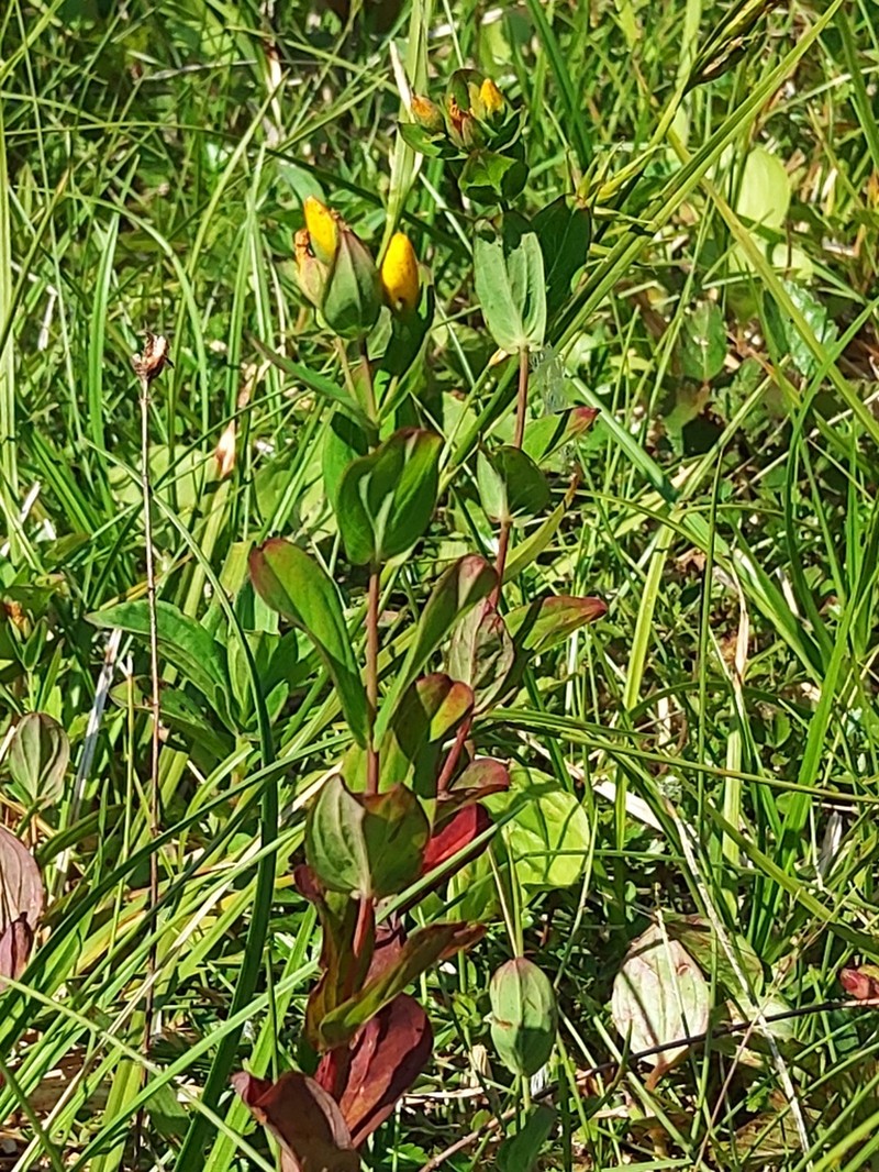 Hypericum kamtschaticum photo 5