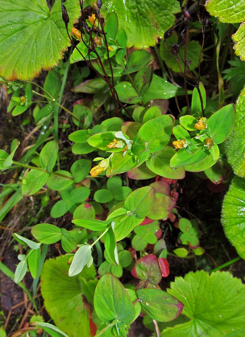 Hypericum kamtschaticum photo 6