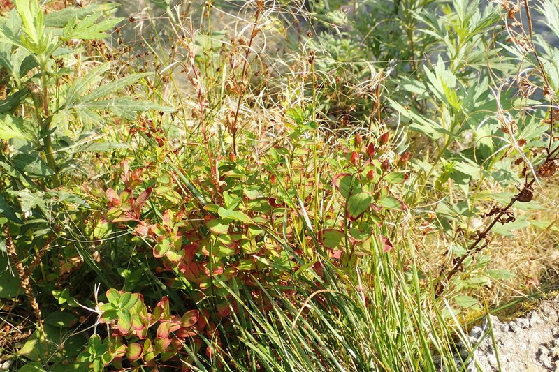 Hypericum kamtschaticum photo 7