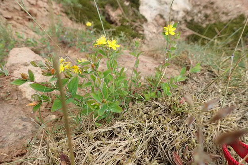 Hypericum kamtschaticum photo 8