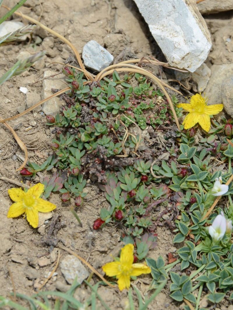 Hypericum kelleri photo 2
