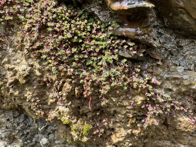 Hypericum kelleri photo 4