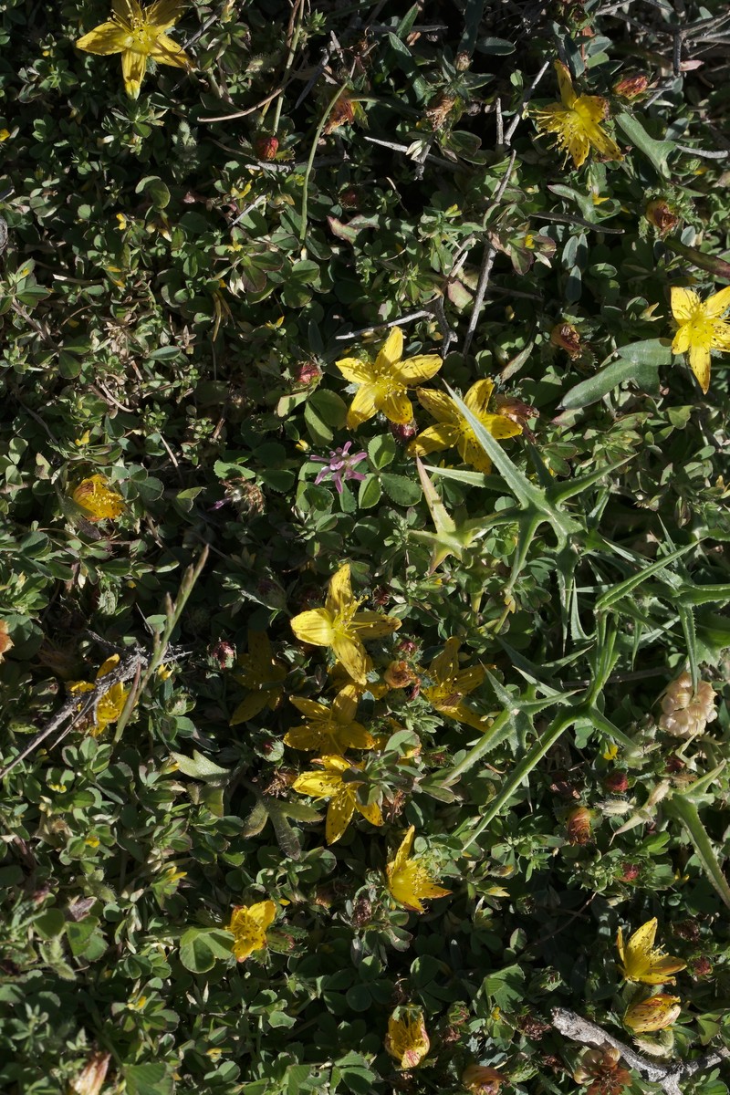 Hypericum kelleri photo 5