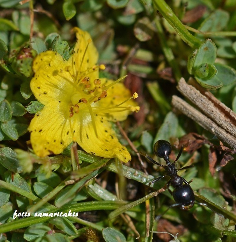 Hypericum kelleri photo 6