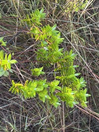 Hypericum kiboense