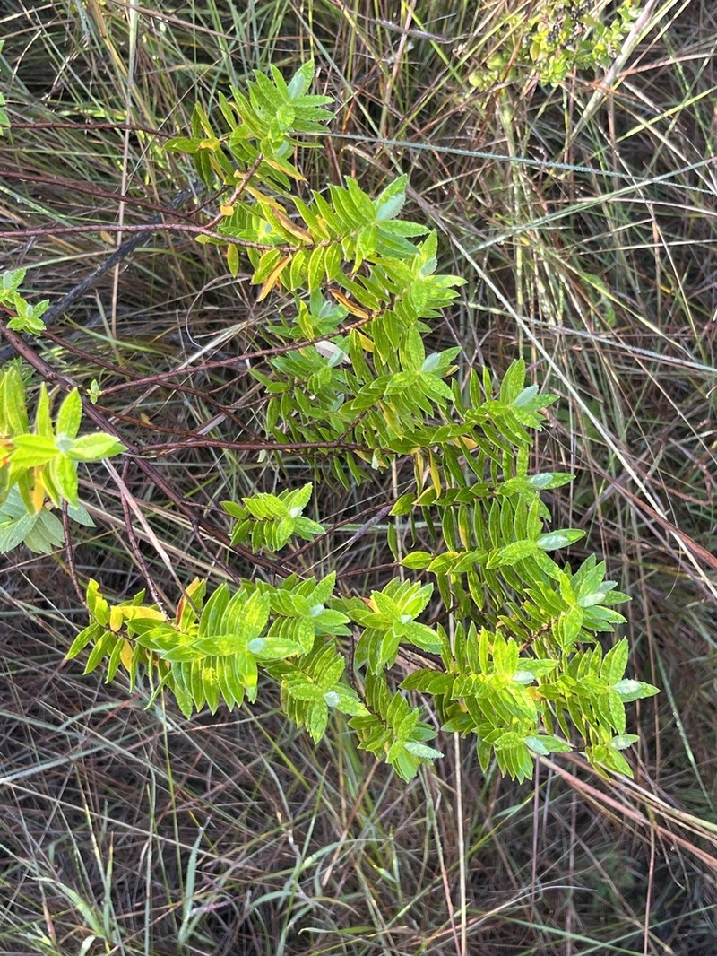 Hypericum kiboense