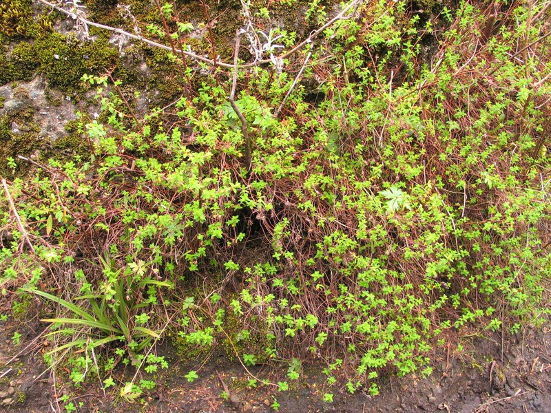 Hypericum kiboense photo 3