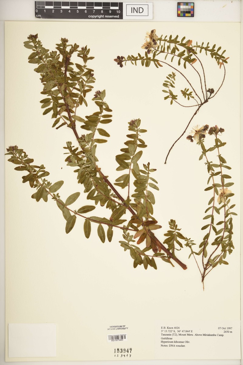 Hypericum kiboense photo 4