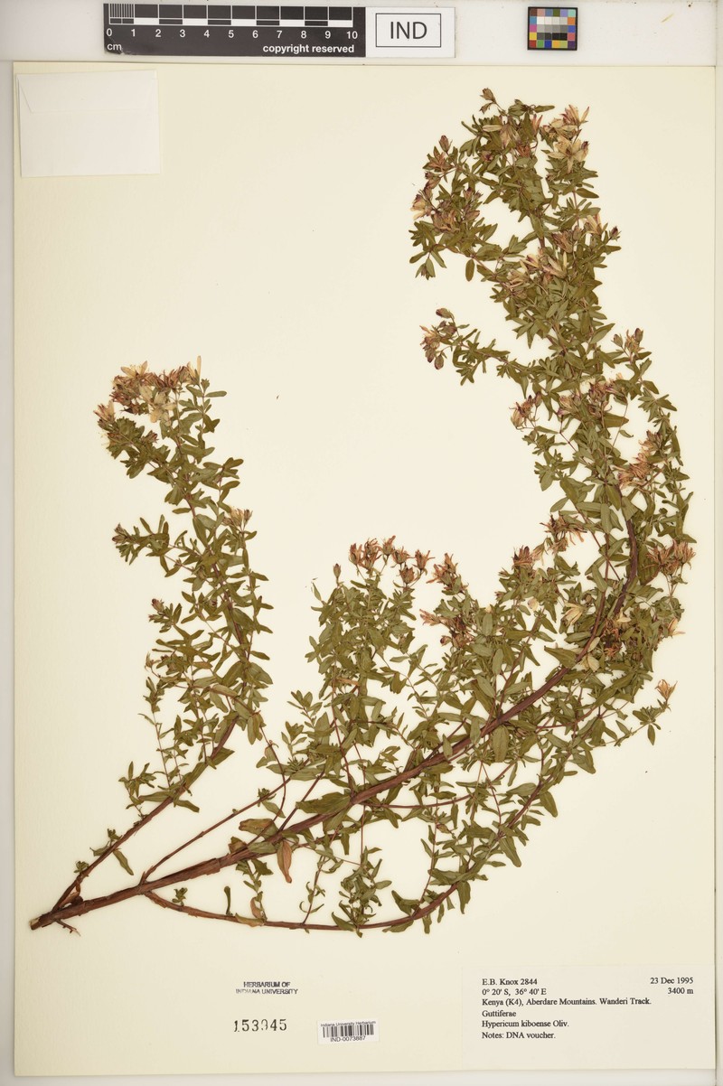Hypericum kiboense photo 5