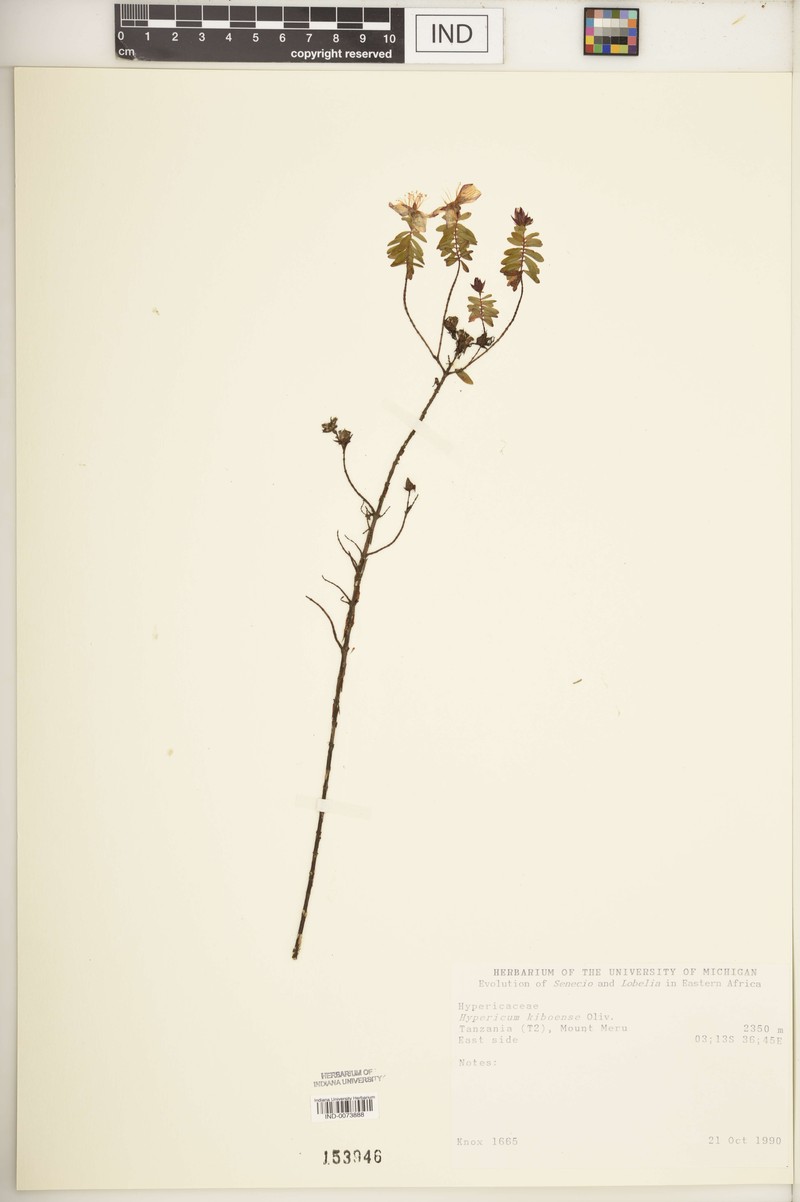 Hypericum kiboense photo 6