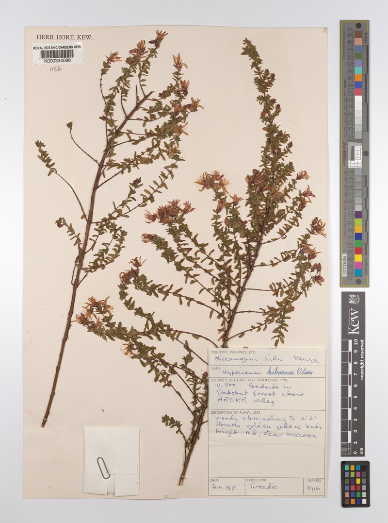 Hypericum kiboense photo 8
