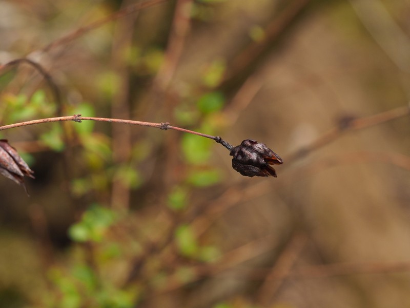 Hypericum kingdonii