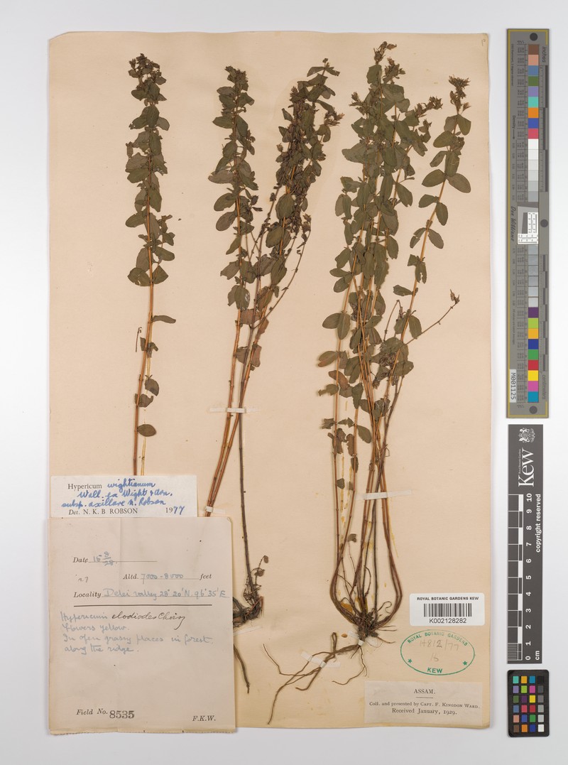 Hypericum kingdonii photo 2