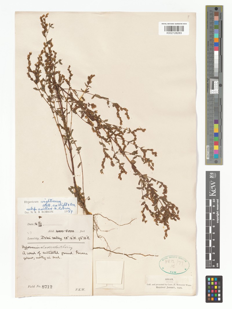 Hypericum kingdonii photo 3