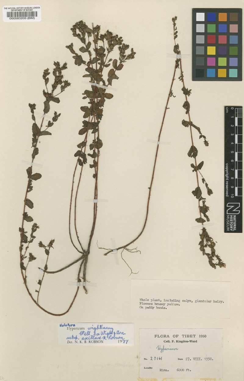 Hypericum kingdonii photo 4