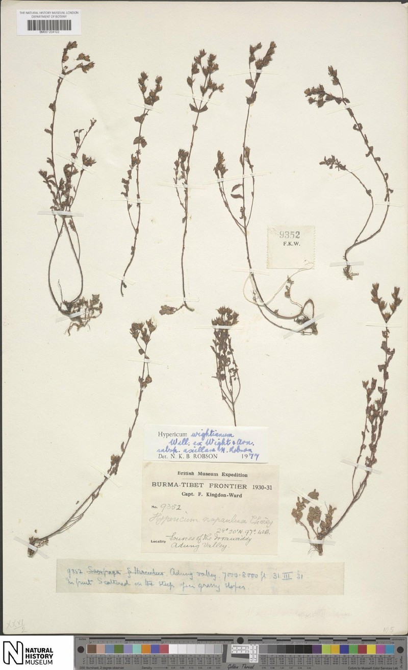 Hypericum kingdonii photo 5
