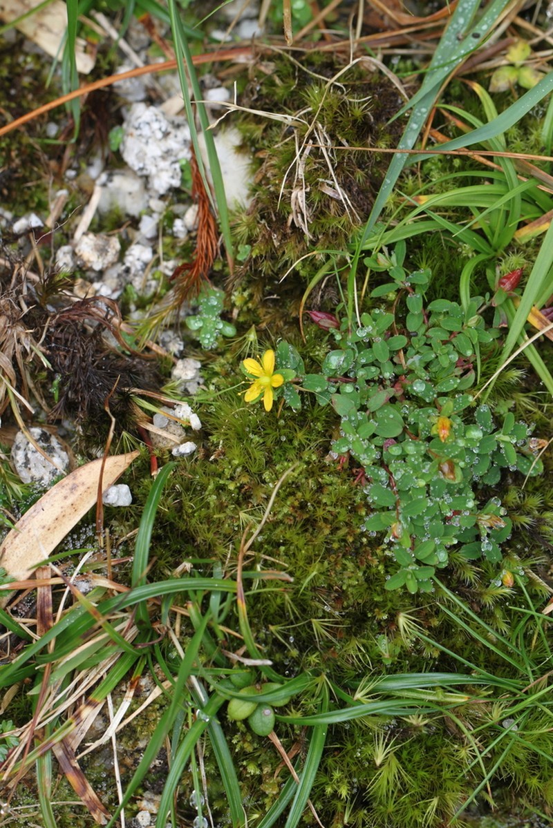Hypericum kiusianum