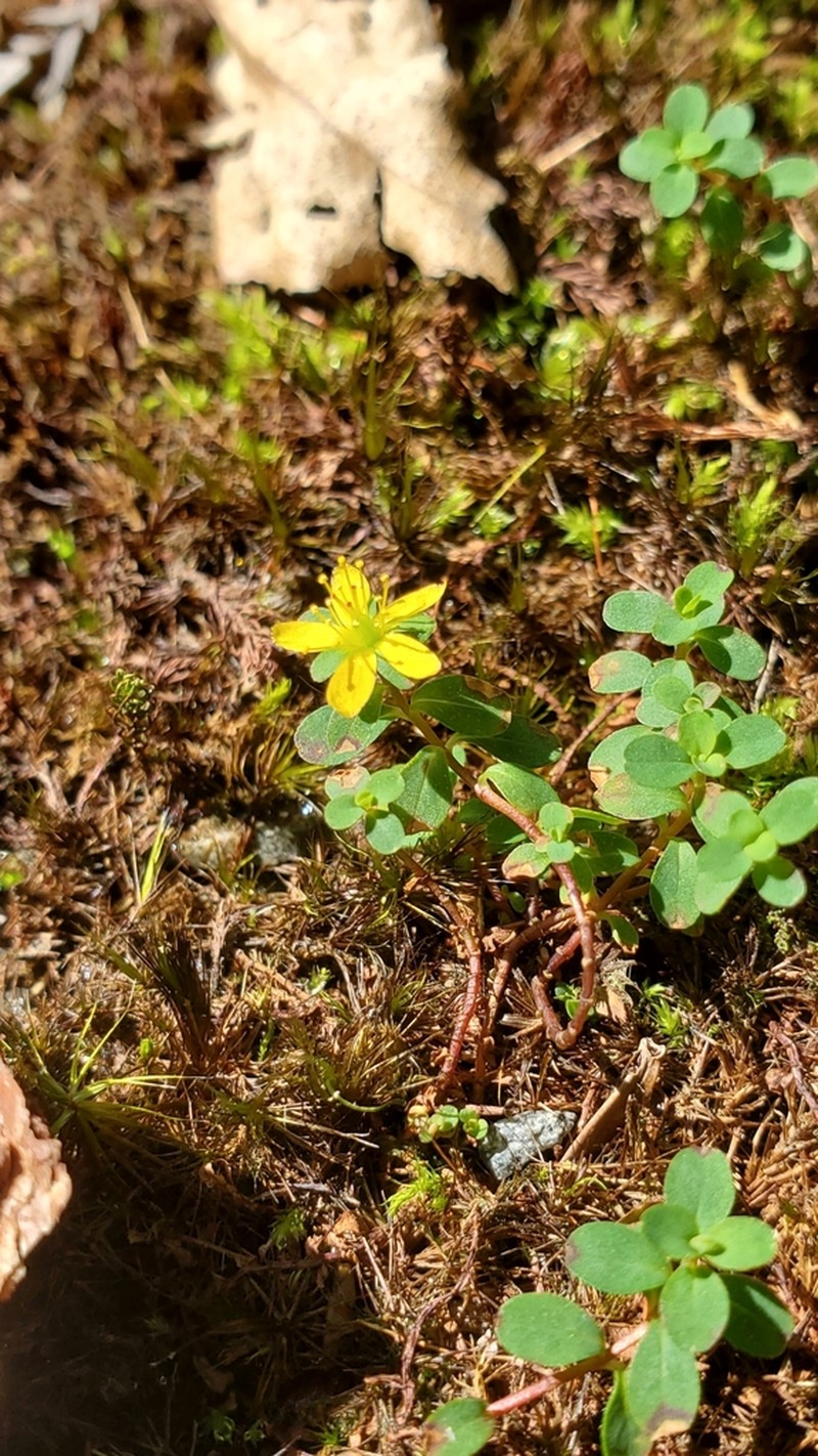 Hypericum kiusianum photo 2