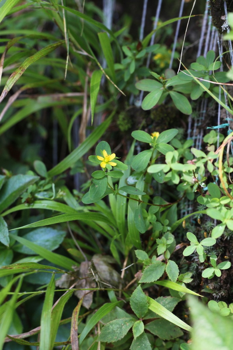 Hypericum kiusianum photo 3