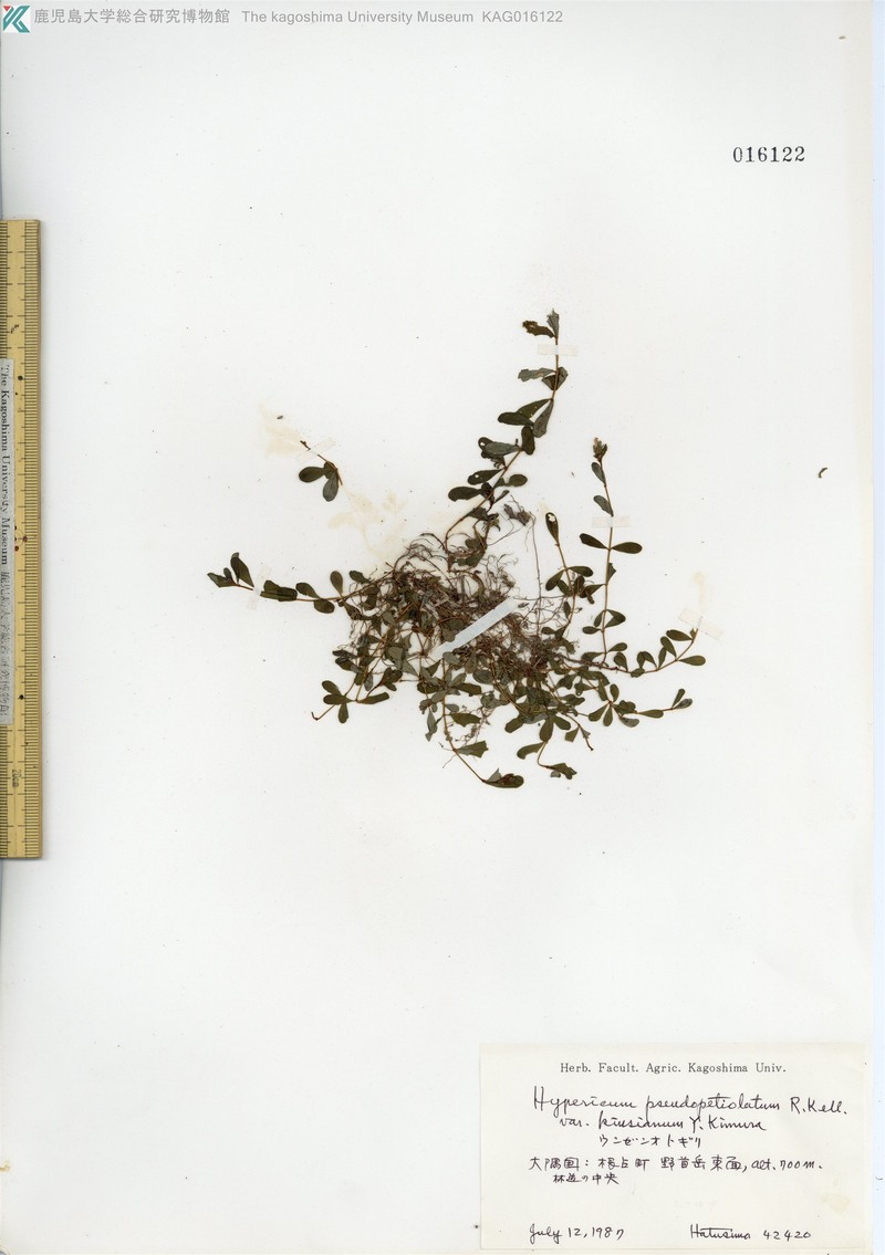 Hypericum kiusianum var. kiusianum