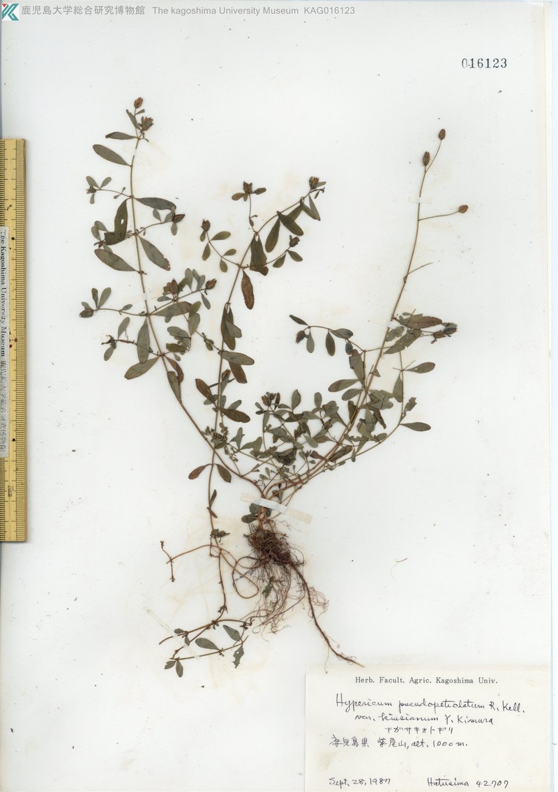 Hypericum kiusianum var. kiusianum photo 2