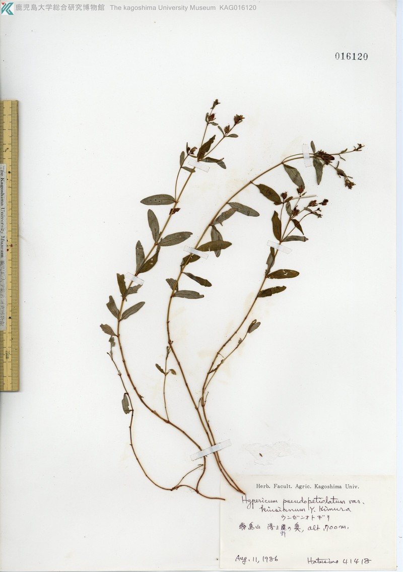 Hypericum kiusianum var. kiusianum photo 3